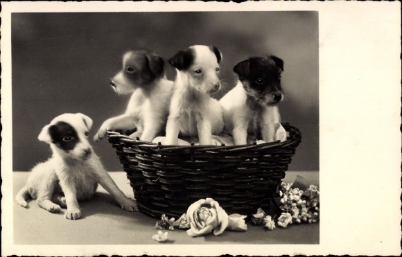 Ak Hundewelpen in einem Weidenkorb