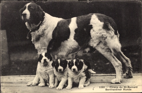 Ak Grand St. Bernard Kanton Wallis, Bernhardiner mit Welpen