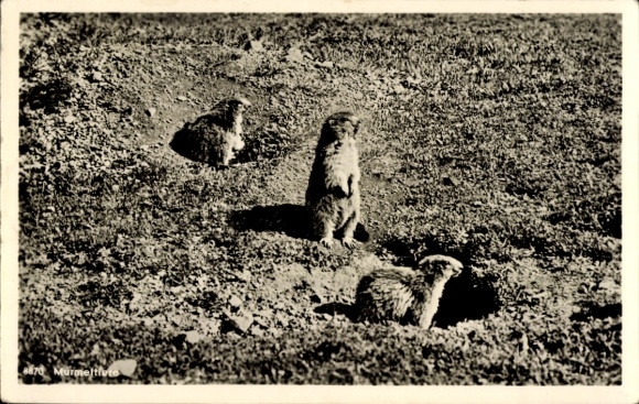 Ak Murmeltiere, Allgäuer Alpen