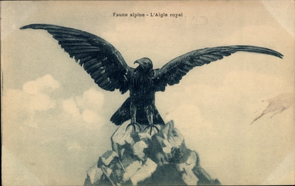 Ak Alpine Tierwelt, Der Steinadler