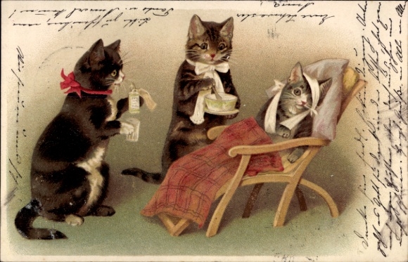 Litho Verwundete Katze bekommt Medizin und Suppe