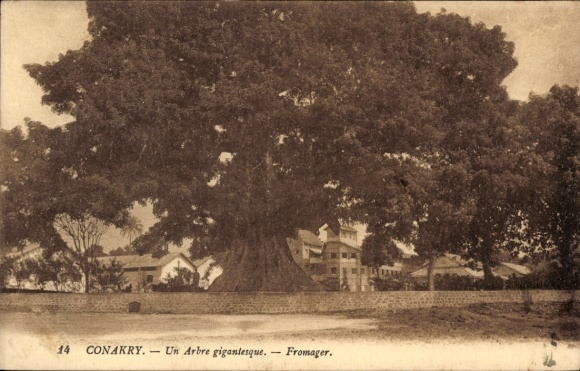 CPA Conakry, Konakry, Guinée, Arbre gigantesque, Fromager
