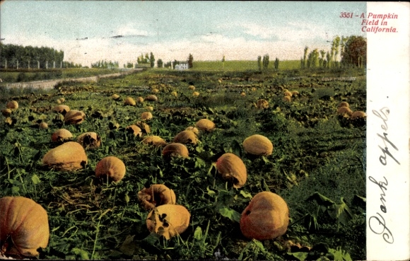 PC Pumpkin Field in California