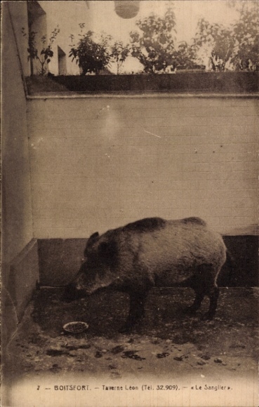 Ak Wildschwein im Stall