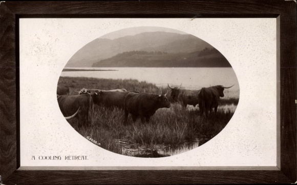Präge Passepartout Ak Großbritannien, A Coolling Retreat, Rinder am Wasser