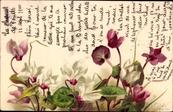 Litho Alpenveilchen, Blumen