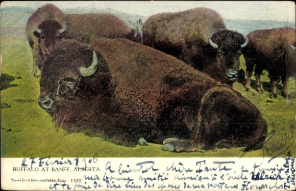 Ak Banff National Park Alberta Kanada, Büffelherde, Portrait