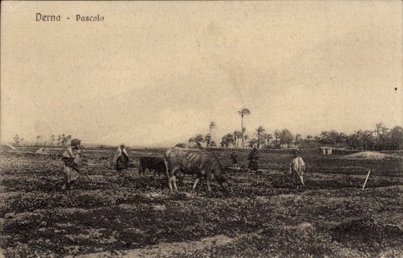 Ak Darna Derna Libyen, Bauern mit abgemagerter Kuh