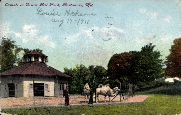 Ak Baltimore Maryland USA, Camels in Druid Hill Park