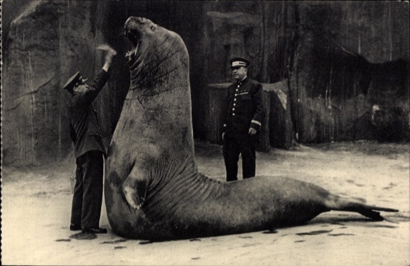 CPA Paris XII Bois de Vincennes, Zoo, Le repas de l'éléphant de mer